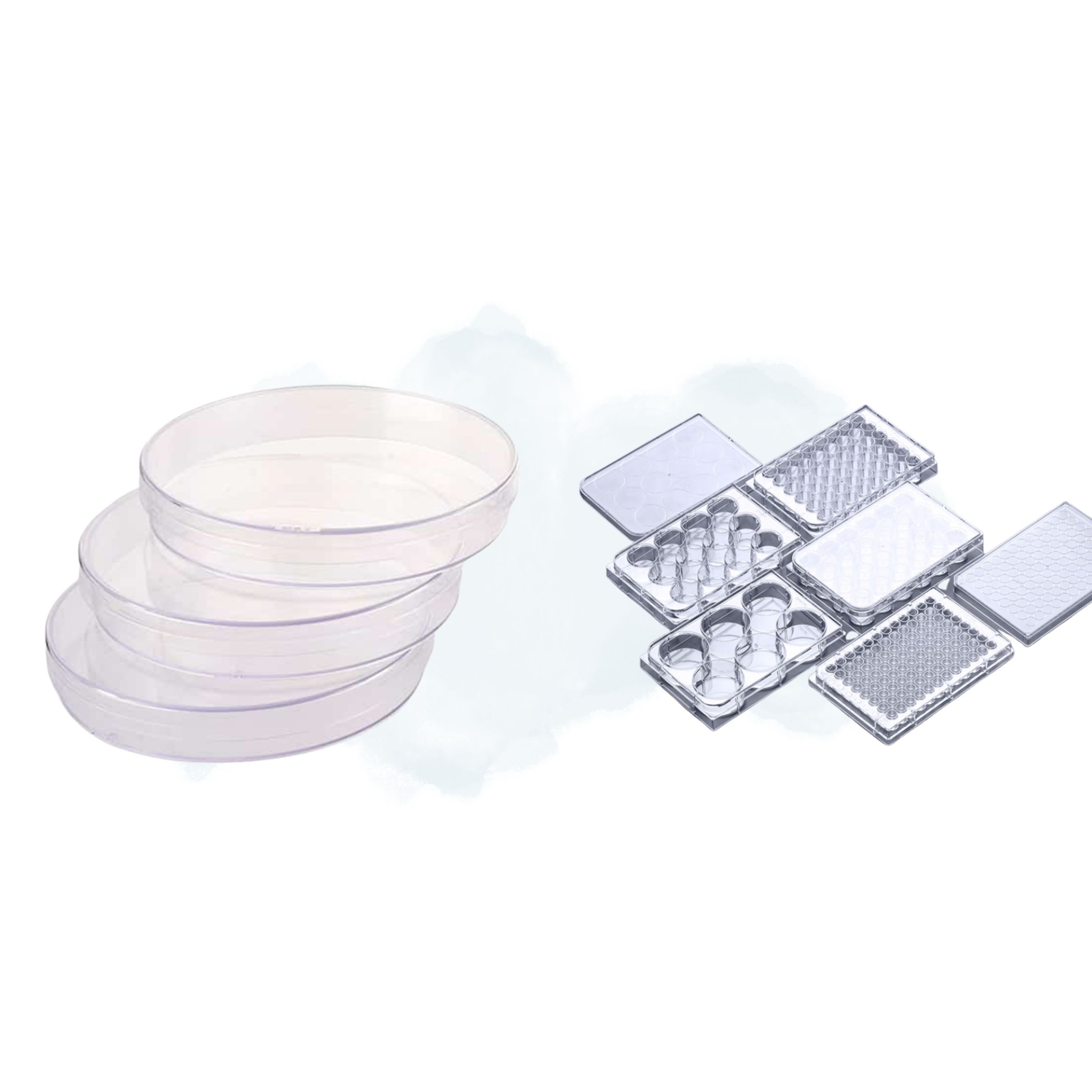 021 Petri Dish _ Cell Culture Plate