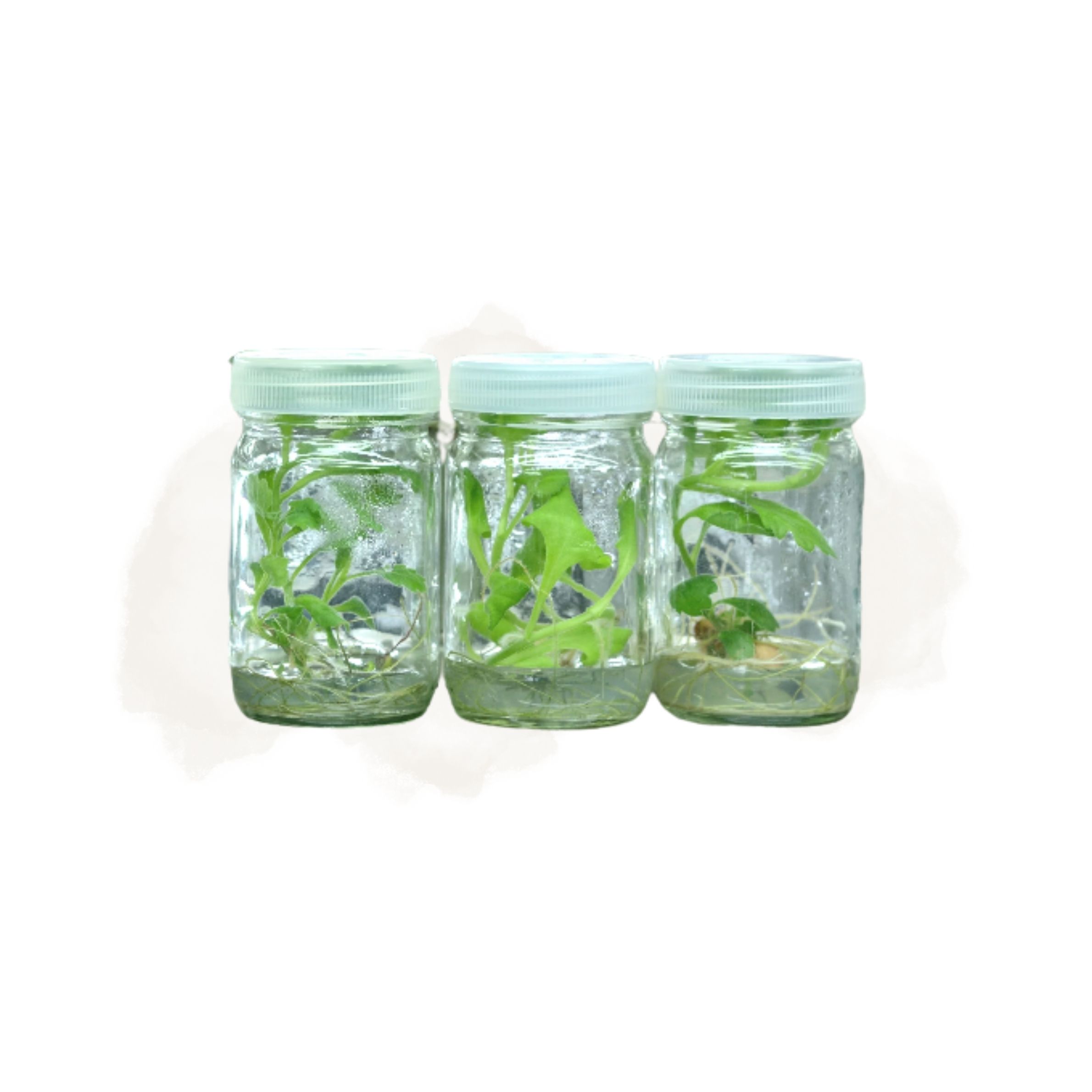 039C Tissue Culture Bottle